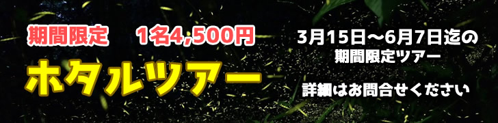 石垣島の蛍ツアー（ホタル）問い合わせ
