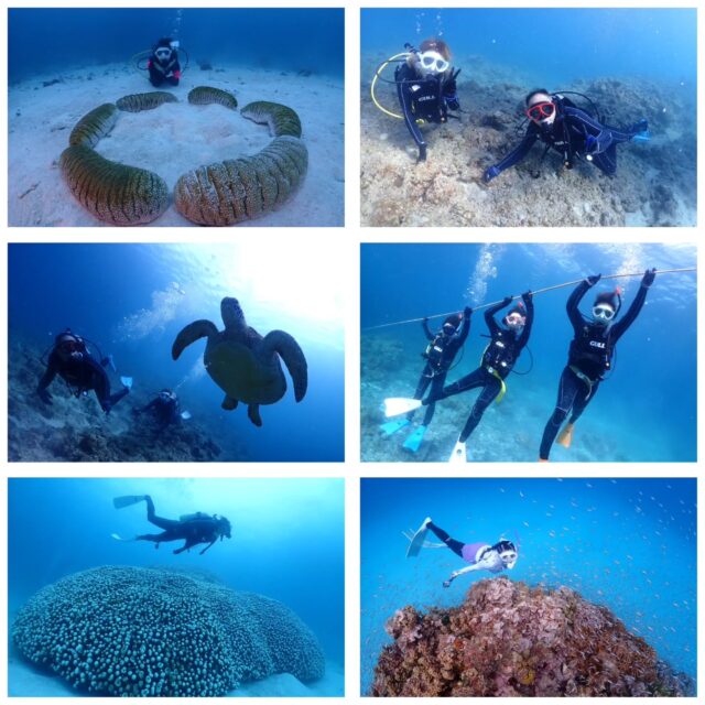 今日は雨がチラチラ降ったり曇ったりの1日でした🌧️
水中は寝てるカメさん、仲良しペアドリー、チンアナゴ見たり地形に入ったりのダイビングをして来ました🎵
今日のダイビングポイント
1本目　黒島カメドロップ
2本目　黒島ダブルアーチ
3本目　竹富南ミドルブック  ツアー中に撮ったお写真は、LINEにて無料でお渡ししています☺️  最高気温　26.4度
最低気温　21.6度
水　　温　27.2度
➖➖➖➖➖➖➖➖➖
2026年2月10～13日
奄美大島ホエールスイムツアー参加者募集中🐋
ダイビングライセンス保持者、ほしくはスキンダイビングライセンス保持者
※スキンダイビングライセンスをお持ちでなくても、海に慣れている方なら参加OK！
座席『1名』です！
➖➖➖➖➖➖➖➖➖➖
各ツアー料金
半日ツアー9,000円～
1日ツアー14,000円～
詳しくはHPからご確認お願い致します
ダイビングライセンス取得コースも開催しています
➖➖➖➖➖➖➖➖➖➖➖
お電話でもDMでも、お気軽にご連絡下さいね
📱080-2622-1237
ラインID
📱824343
ご参加、お待ちしています！
➖➖➖➖➖➖➖➖➖➖
#沖縄
#旅行
#旅女
#マンタ
#幻の島
#石垣島
#okinawa_holic
#女子旅
#海が好き
#タビジョ
#okinawapress
#家族旅行
#jalan_asobi
#okinawaholic
#leaderfins
#石垣島観光
#石垣島旅行
#沖縄グラム
#padiライフ
#おきなわ気分
#体験ダイビング
#スキンダイビング
#石垣島ダイビング
#石垣体験ダイビング
#石垣島シュノーケル
#石垣島体験ダイビング
#石垣島スキンダイビング
#リーダーフィン
#ishigakijima
#okinawapress