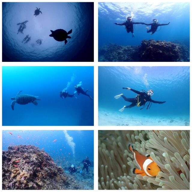 きっと今年最後の台風であろう影響で波風が強いです😣
何とか1日ダイビングができました🎵
今日の海遊びポイント
1本目　名蔵沖
2本目　屋良部
3本目　大崎ハナゴイリーフ  ツアー中に撮ったお写真は、LINEにて無料でお渡ししています☺️  最高気温　26.4度
最低気温　23.9度
水　　温　26.2度
➖➖➖➖➖➖➖➖➖
2026年2月10～13日
奄美大島ホエールスイムツアー参加者募集中🐋
ダイビングライセンス保持者、ほしくはスキンダイビングライセンス保持者
※スキンダイビングライセンスをお持ちでなくても、海に慣れている方なら参加OK！
座席『1名』です！
➖➖➖➖➖➖➖➖➖➖
各ツアー料金
半日ツアー9,000円～
1日ツアー14,000円～
詳しくはHPからご確認お願い致します
ダイビングライセンス取得コースも開催しています
➖➖➖➖➖➖➖➖➖➖➖
お電話でもDMでも、お気軽にご連絡下さいね
📱080-2622-1237
ラインID
📱824343
ご参加、お待ちしています！
➖➖➖➖➖➖➖➖➖➖
#沖縄
#旅行
#旅女
#マンタ
#幻の島
#石垣島
#okinawa_holic
#女子旅
#海が好き
#タビジョ
#okinawapress
#家族旅行
#jalan_asobi
#okinawaholic
#leaderfins
#石垣島観光
#石垣島旅行
#沖縄グラム
#padiライフ
#おきなわ気分
#体験ダイビング
#スキンダイビング
#石垣島ダイビング
#石垣体験ダイビング
#石垣島シュノーケル
#石垣島体験ダイビング
#石垣島スキンダイビング
#リーダーフィン
#ishigakijima
#okinawapress