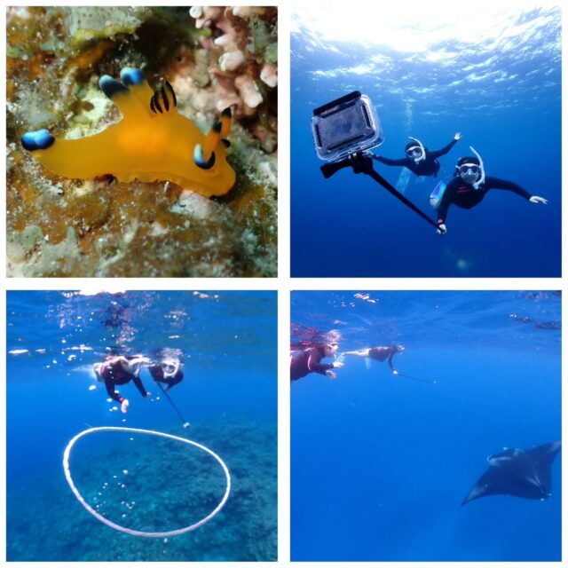 水中マンタ目指して黒島へ！
弾丸1泊2日✈️
関空から到着後からダイビング、2日目はスキンで夜の飛行機で関西へ😄
しっかり2日間海遊びして帰って行きました(笑)
今日の海遊びポイント⛴️
1本目　黒島ツインロック
2本目　黒島仲本ケーブ
3本目　黒島V字ドロップ
ツアー中に撮ったお写真は、LINEにて無料でお渡ししています☺️  最高気温　22.3度
最低気温　19.2度
水　　温　22.9度
➖➖➖➖➖➖➖➖➖
ダイビングライセンス取得応援キャンペーン 
PADIダイピングライセンスを取得して、 
ダイバーになろう！
通常料金 『55,000円』 →『44,000円』
オープンウォーター、 アドバンスの両方が適応です 是非この機会にダイバーになりましょう⭐
申込期間 『2025年12月1日~2026年2月28日』
海洋日時応相談
※GW、7月~9月、 お盆などの大型連休等は開催していません
➖➖➖➖➖➖➖➖➖
2026年2月10～13日
奄美大島ホエールスイムツアー参加者募集中🐋
ダイビングライセンス保持者、ほしくはスキンダイビングライセンス保持者
※スキンダイビングライセンスをお持ちでなくても、海に慣れている方なら参加OK！
🈵️
➖➖➖➖➖➖➖➖➖➖
各ツアー料金
半日ツアー9,000円～
1日ツアー14,000円～
詳しくはHPからご確認お願い致します
ダイビングライセンス取得コースも開催しています
➖➖➖➖➖➖➖➖➖➖➖
お電話でもDMでも、お気軽にご連絡下さいね
📱080-2622-1237
ラインID
📱824343
ご参加、お待ちしています！
➖➖➖➖➖➖➖➖➖➖
#沖縄
#旅行
#旅女
#マンタ
#幻の島
石垣島
okinawa_holic
女子旅
海が好き
タビジョ
okinawapress
家族旅行
jalan_asobi
okinawaholic
leaderfins
石垣島観光
石垣島旅行
沖縄グラム
padiライフ
おきなわ気分
体験ダイビング
スキンダイビング
石垣島ダイビング
石垣体験ダイビング
石垣島シュノーケル
石垣島体験ダイビング
石垣島スキンダイビング
リーダーフィン
ishigakijima
okinawapress