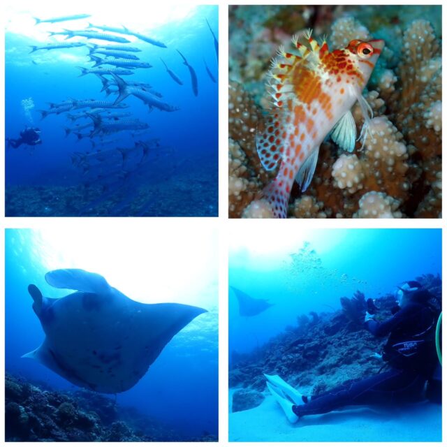 今日は初ドリフトダイビングでマンタ狙い⛴️
バラクーダ、イソマグロ、マンタが見れました😳
天気も良よくて暖かかった☀️
今日の海遊びポイント⛴️
1本目　竹富島南トカキンの根
2本目　パナリビッグコーナー
3本目　ヨナラ水道
ツアー中に撮ったお写真は、LINEにて無料でお渡ししています☺️  最高気温　23.2度
最低気温　17.2度
水　　温　23度
➖➖➖➖➖➖➖➖➖
当店のオススメポイント
・不安を潰して楽しくお喋りしながらの講習⭐
・担当インストラクターがゆっくりじっくりサポート⭐
・なるべく1グループに1人スタッフが付く贅沢スタイル⭐
※安全上の場合によって変動あり
・他店より写真枚数が多い⭐
・参加者は初めての方、泳げない方ばかり⭐
・お互いに無理しない⭐(本当に1番大事)
➖➖➖➖➖➖➖➖➖
ダイビングライセンス取得応援キャンペーン 
PADIダイピングライセンスを取得して、 
ダイバーになろう！
通常料金 『55,000円』 →『44,000円』
オープンウォーター、 アドバンスの両方が適応です 是非この機会にダイバーになりましょう⭐
申込期間 『2025年12月1日~2026年2月28日』
海洋日時応相談
※GW、7月~9月、 お盆などの大型連休等は開催していません
➖➖➖➖➖➖➖➖➖
2026年2月10～13日
奄美大島ホエールスイムツアー参加者募集中🐋
ダイビングライセンス保持者、ほしくはスキンダイビングライセンス保持者
※スキンダイビングライセンスをお持ちでなくても、海に慣れている方なら参加OK！
🈵️
➖➖➖➖➖➖➖➖➖➖
各ツアー料金
半日ツアー9,000円～
1日ツアー14,000円～
詳しくはHPからご確認お願い致します
ダイビングライセンス取得コースも開催しています
➖➖➖➖➖➖➖➖➖➖➖
お電話でもDMでも、お気軽にご連絡下さいね
📱080-2622-1237
ラインID
📱824343
ご参加、お待ちしています！
➖➖➖➖➖➖➖➖➖➖
#沖縄
#旅行
#旅女
#マンタ
#幻の島
石垣島
okinawa_holic
女子旅
海が好き
タビジョ
okinawapress
家族旅行
jalan_asobi
okinawaholic
leaderfins
石垣島観光
石垣島旅行
沖縄グラム
padiライフ
おきなわ気分
体験ダイビング
スキンダイビング
石垣島ダイビング
石垣体験ダイビング
石垣島シュノーケル
石垣島体験ダイビング
石垣島スキンダイビング
リーダーフィン
ishigakijima
okinawapress