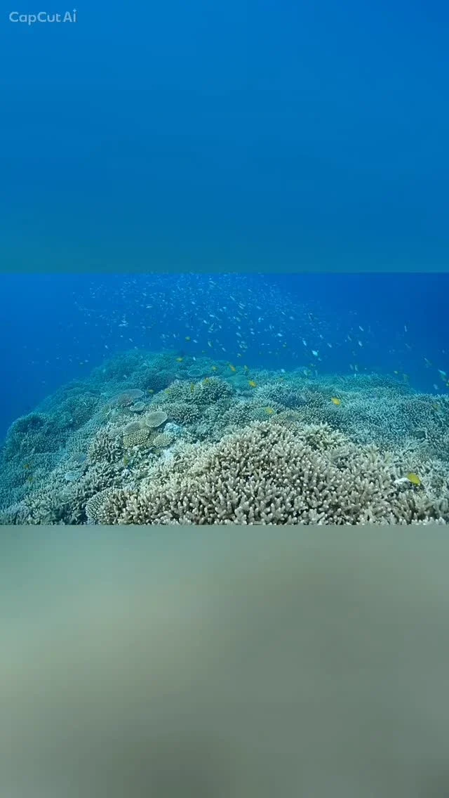 最近は梅雨っぽい天気が続いて晴れたり雨降ったり蒸し暑かったりしている毎日です😣
今日も南風が強かったので近場の島陰で1日潜って来ました！
どこのポイントもサンゴモリモリで癒し系ダイビングでした😍
2年ぶりの4回目の体験ダイビング！
久しぶりのツアーご参加、ありがとうございました🎵
ツアー中に撮ったお写真は、LINEにて無料でお渡ししています☺️  今日のダイビングポイント
竹富島北神社前
三ツ石アウトリーフ
竹富島北じゃがりこ  最高気温　28.4度
最低気温　24.9度
水　　温　25.5度
➖➖➖➖➖➖➖➖➖
当店のオススメポイント
・不安を潰して楽しくお喋りしながらの講習⭐
・担当インストラクターがゆっくりじっくりサポート⭐
・なるべく1グループに1人スタッフが付く贅沢スタイル⭐
※安全上の場合によって変動あり
・他店より写真枚数が多い⭐
・参加者は初めての方、泳げない方ばかり⭐
・お互いに無理しない⭐(本当に1番大事)
➖➖➖➖➖➖➖➖➖
学生卒業旅行限定お得プラン
学生最後の旅行はお安くお得にご案内させていただきます😄
お問い合わせ、お待ちしています(^^)
もちろん、通常の学生割引もありますよ🎵
➖➖➖➖➖➖➖➖➖➖
お電話でもDMでも、お気軽にご連絡下さいね
📱080-2622-1237
ラインID
📱824343
ご参加、お待ちしています！
➖➖➖➖➖➖➖➖➖➖
#ウミガメ
#石垣島旅行
#石垣島
#マンタ
卒業旅行
#旅色
石垣島
okinawa_holic
女子旅
海が好き
タビジョ
okinawapress
家族旅行
jalan_asobi
okinawaholic
leaderfins
石垣島観光
石垣島旅行
沖縄グラム
padiライフ
おきなわ気分
体験ダイビング
スキンダイビング
石垣島ダイビング
石垣体験ダイビング
石垣島シュノーケル
石垣島体験ダイビング
石垣島スキンダイビング
リーダーフィン
ishigakijima
okinawapres