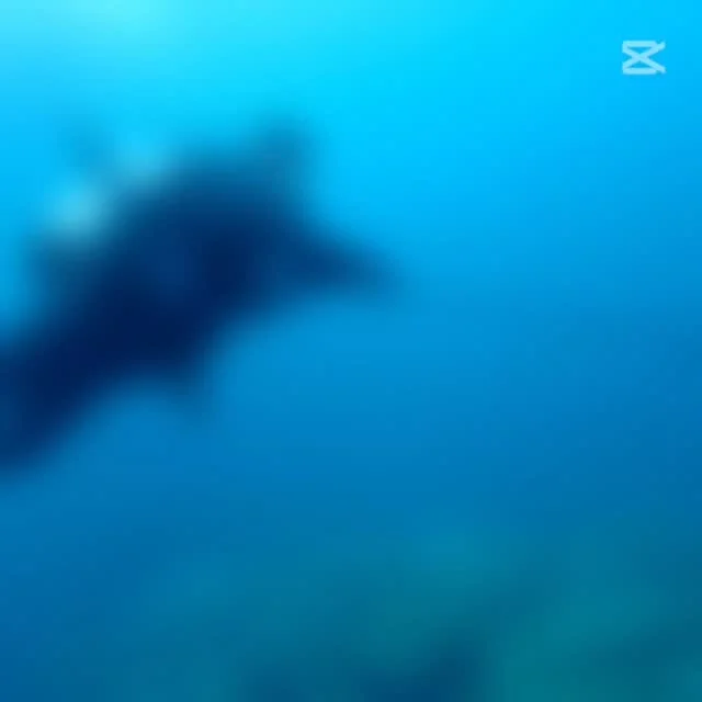 去年奄美大島で体験したシュノーケルにハマり、今回は石垣島で3回目の体験ダイビング😋
プールでも海でも体験した事あったので、久しぶりのダイビングでもスーイスイ😁
お仕事変わったばかりなので、すぐには難しいとは言っていましたが、年内にはダイビングライセンスの取得を目標にするそうです！
ぜひぜひ、石垣島でまたおまちしてね🫡  ツアー中に撮ったお写真は、LINEにて無料でお渡ししています☺️  最高気温　27.7度
最低気温　20.0度
水　　温　26.0度
➖➖➖➖➖➖➖➖➖
当店のオススメポイント
・不安を潰して楽しくお喋りしながらの講習⭐
・担当インストラクターがゆっくりじっくりサポート⭐
・なるべく1グループに1人スタッフが付く贅沢スタイル⭐
※安全上の場合によって変動あり
・他店より写真枚数が多い⭐
・参加者は初めての方、泳げない方ばかり⭐
・お互いに無理しない⭐(本当に1番大事)
➖➖➖➖➖➖➖➖➖
御蔵島ドルフィンスイムツアー🐬
参加者募集中ですよ😁
6月30日(火)東京夜発　22時30分発
7月2日日(木)東京夜着　19時50分着
詳しくはお問い合わせください☆
➖➖➖➖➖➖➖➖➖➖➖
期間限定ホタルツアー開催中✨
1名　4,000円
18時30分～20時45分
無数に飛び交う自然のイルミネーション
『ヤエヤマヒメボタル』！！
想像を越えてくる感動の嵐ですよ☆
当日予約もOK！
かなりオススメです(^^)
➖➖➖➖➖➖➖➖➖➖
ウミガメ
#石垣島旅行
#石垣島
#マンタ
卒業旅行
#旅色
石垣島
okinawa_holic
女子旅
海が好き
タビジョ
okinawapress
家族旅行
jalan_asobi
okinawaholic
leaderfins
石垣島観光
石垣島旅行
沖縄グラム
padiライフ
おきなわ気分
体験ダイビング
スキンダイビング
石垣島ダイビング
#石垣島体験体験ダイビング